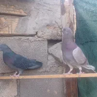 یک جفت نرو ماده دهن خورده|پرنده|سمنان, |دیوار