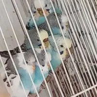 مرغ عشق ذات دار|پرنده|مهریز, |دیوار