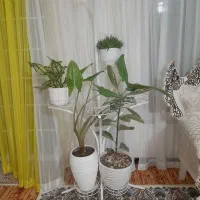 جاگلدانی