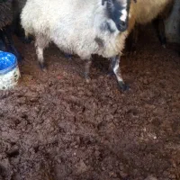 بره ماده کشتاری