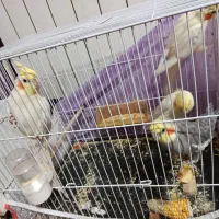 معاوظه عروس با سیستم ماشین|پرنده|گلبهار, شهر جدید گلبهار|دیوار