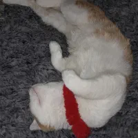 گربه ترکیش رایگان فقط به خانم داده میشود