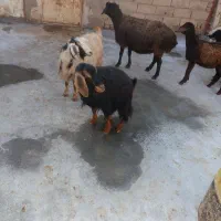 فروش میش جوان|حیوانات مزرعه|قیدار, |دیوار