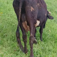 گاو|حیوانات مزرعه|گرمی, |دیوار