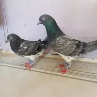 کله سبز|پرنده|بندر ماهشهر, |دیوار