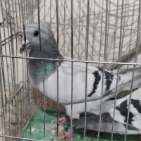 نر ماده سبز کلاغ