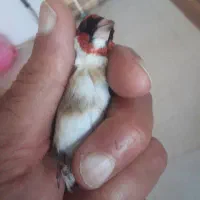 چونه سفید نر