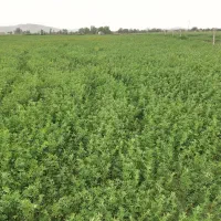 یونجه خشک انباری