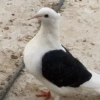 یک جفت دوکت|پرنده|جم, |دیوار