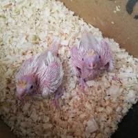 جوجه عروس هلندی لوتینو