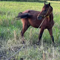 کهر بی نشان 3 سال