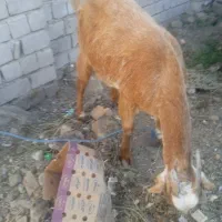 بز سه قلو زا