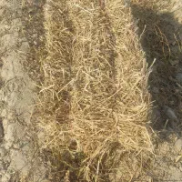کاه بسته بندی ماش