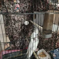 عروس هلندی سالم