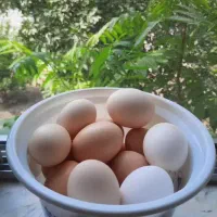 تخم مرغ نطفه دار نژاد گلین