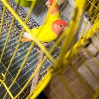 طوطی برزیلی