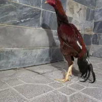 خروس لاری|حیوانات مزرعه|بهارستان, |دیوار