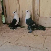 کبوتر کربلایی|پرنده|زارچ, |دیوار