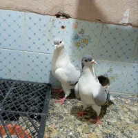 کبوتر ساده امری(چادری)