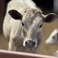 گوساله کراس وهلشتاین وسیمینتال