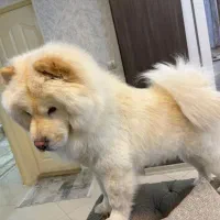 سگ چائوچائو ماده ( عقیم شده)