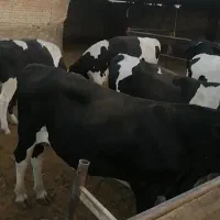فروش 2راس گوساله نر