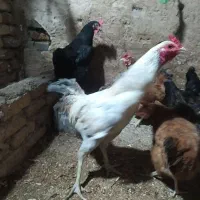 خروس|حیوانات مزرعه|کلاله, |دیوار