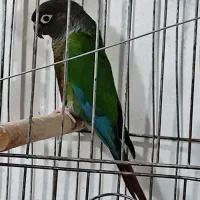 طوطی گرینچیگ مست مست حلقه دار سالونی|پرنده|هندیجان, |دیوار