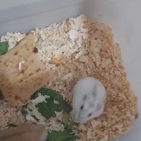 همستر|موش و خرگوش|هشتگرد, شهرک ریحانه|دیوار