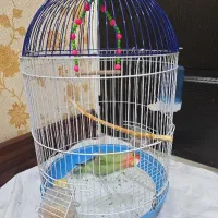 طوطی برزیلی زیبا با قفس|پرنده|قم, شاه سید علی|دیوار