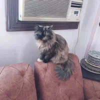 واکذاری گربه پرشین کت