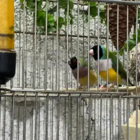 فنچ گلدین|پرنده|اسلام‌شهر, شهرک مفیدی|دیوار