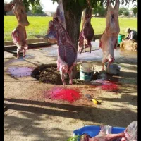 گوسفند زنده قربانی وخون وعقیقه|حیوانات مزرعه|قزوین, |دیوار