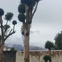 مورت تنه قوی جرثقیلی