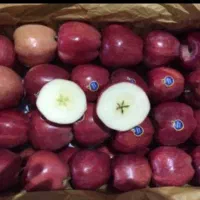 خرید و فروش حق العمل کاری|عمده‌فروشی|تهران, میدان میوه و تره‌بار مرکزی|دیوار