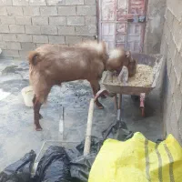 سلام بزدرجه یک نژادسه قلو زا|حیوانات مزرعه|امیدیه, |دیوار