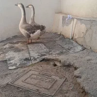 قوقاز