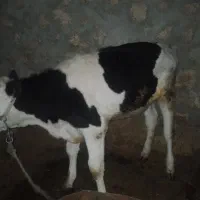 گوساله ماده سیمینتال