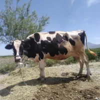 گاوه آبستن