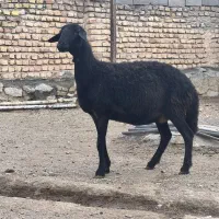 میش همووهتروآبستن سنگین معاوضه بابره نرپای پرواری