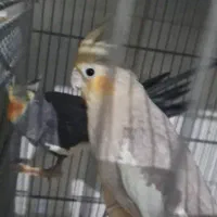 عروس هلندی|پرنده|نظرآباد, نظرآباد|دیوار