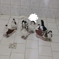 تعدادی کفتر بفروش میرسد