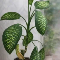 گل دیفن‌باغیا