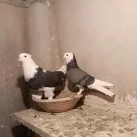 شازده سیاه کلکسیونی