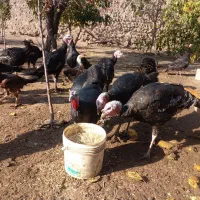 بوقلمون|حیوانات مزرعه|اردبیل, |دیوار