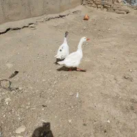 یک جفت غاز نر و ماده