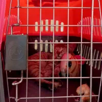 واگذاری فوری