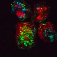 سنگ اوپالین گوهر شفق20رنگ زیبا|جواهرات|اهواز, فرهنگ شهر|دیوار