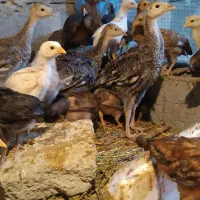 جوجه لاری ومحلی قاطی ‌