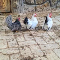 تخم نطفه دار جاپنیز|حیوانات مزرعه|خمینیشهر, |دیوار